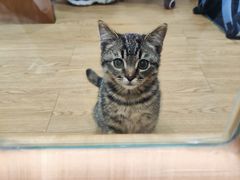 -pd派德宠物中心医院24H急重症·眼科中心·血液透析中心(嵩山北路店)