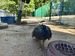 -宁波九龙湖开元度假村