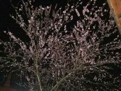 -金孔雀温泉旅游度假村