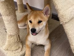 -浣熊柯尔鸭土拨鼠·电玩咖