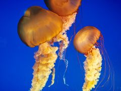 -太平洋海底世界