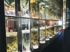 -广东中医药博物馆