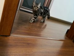 -团子家猫咪猫咖馆·柯基·柯尔鸭
