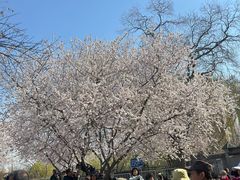 -桃花堤公园