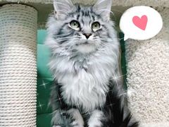 -70cat德文卷毛猫·缅因猫纯种猫舍