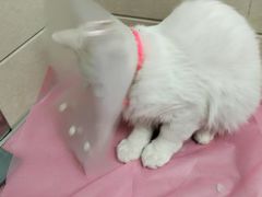 -北京观赏动物医院·24小时大型综合·猫专科·异宠专科
