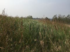 -恋山坝上草原