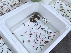 -哈尔滨道外花鸟鱼市场