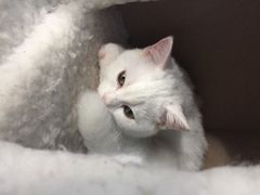 喵的天空-喵的天空名猫咖啡馆·撸猫·猫舍·用品