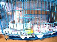 -翊宠yipet猫狗购宠庄园犬舍•猫舍
