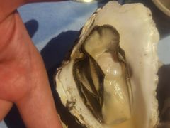 深海黄金蚝大个火锅-千岛蚝高压锅生蚝·人参火锅(白云万达店)