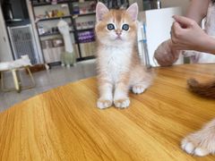 -柚子猫舍·精品猫舍购猫·猫咪认养·购宠·宠物店
