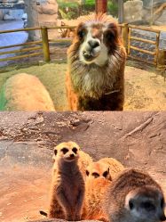 -Zoolung Zoolung动物主题公园(海信广场店)