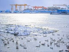 -烟墩角天鹅湖