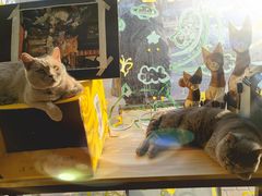 -平行世界·猫咖(首经贸店)