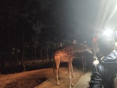 -清迈夜间动物园