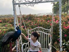 -亚龙湾国际玫瑰谷