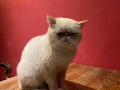 -猫色咖啡·猫咖