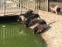 -北京鹿世界主题园