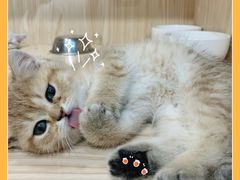 -屋虎猫馆(宝安大仟里店)