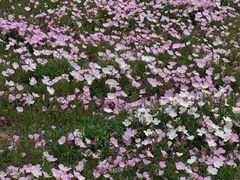 -汉长安城未央宫国家考古遗址公园