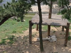 -西霞口神雕山野生动物世界