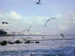 -深圳湾公园(南山区)