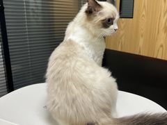 -伟伟宠物医院·CT影像中心·瑞派犬猫综合性门诊(汉口总院)