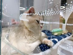 -COLOR PETS 撸猫馆·购猫·猫咖(长风大悦城店)