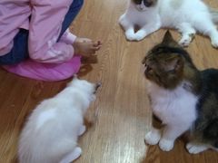 -李小姐の猫咖啡馆(五角场店)