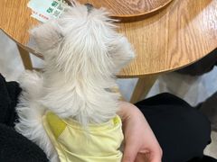 -柴犬小屋·柴餐厅·狗咖食堂(金鼎广场店)