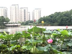 -新江湾城公园