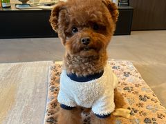 -帕帕拉兹宠物(亚洲旗舰店)