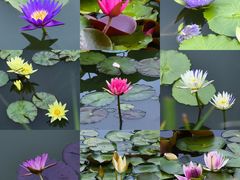 -国家植物园南园