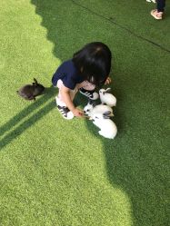 -萌宠亲子动物乐园(槐房万达店)