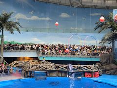 -海合安成都极地海洋公园