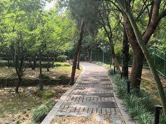 -香雪海