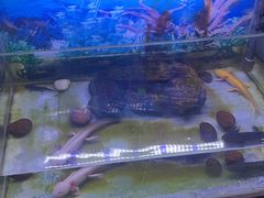 -梦幻海洋王国(吾悦广场张家港店)