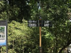 -天目山大树王景区