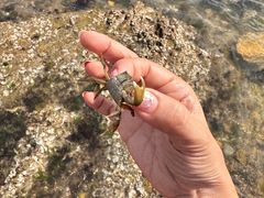 -大连金石滩滨海国家地质公园