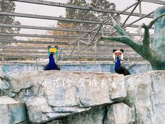 -泉州海丝野生动物世界