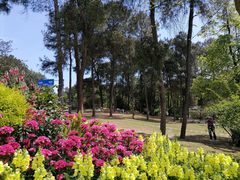 -铁山坪森林公园