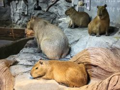 点击看大图 -Zoolung Zoolung动物主题公园(海信广场店)