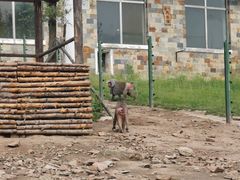 -哈尔滨北方森林动物园