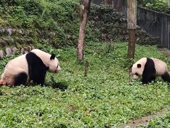 -中国大熊猫保护研究中心雅安碧峰峡基地