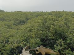 -北海金海湾红树林生态旅游区