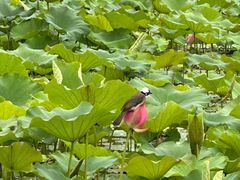 -黄兴公园