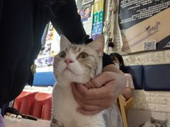 -平行世界·猫咖(首经贸店)