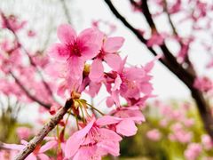 -顾村公园