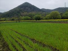 -西湖风景区-江洋畈生态公园